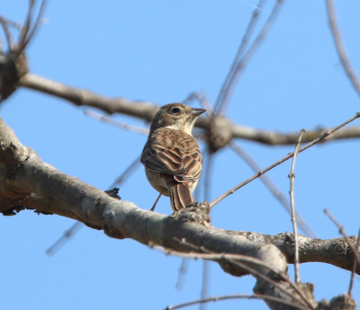 White-capped Bunting - ML612322468