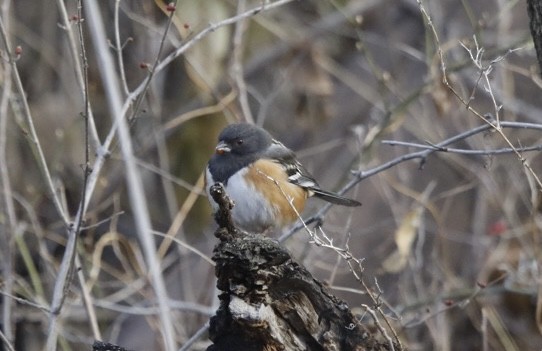 Spotted Towhee - ML612323265