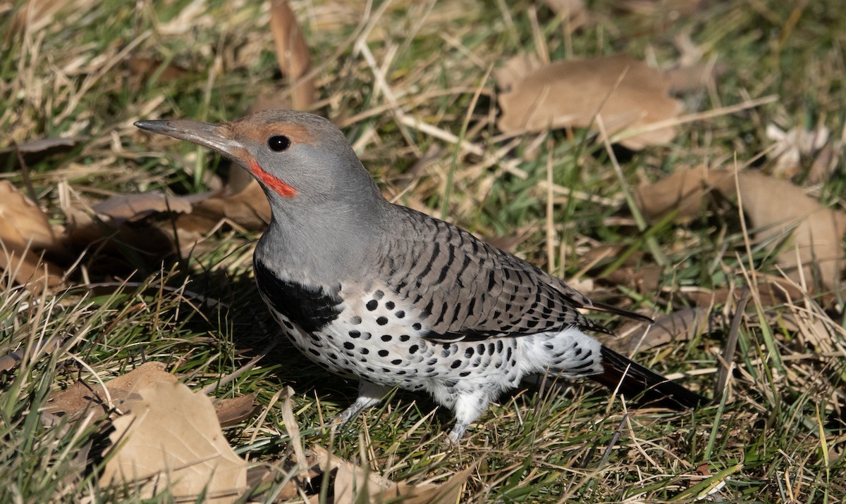 Northern Flicker (Red-shafted) - ML612323743