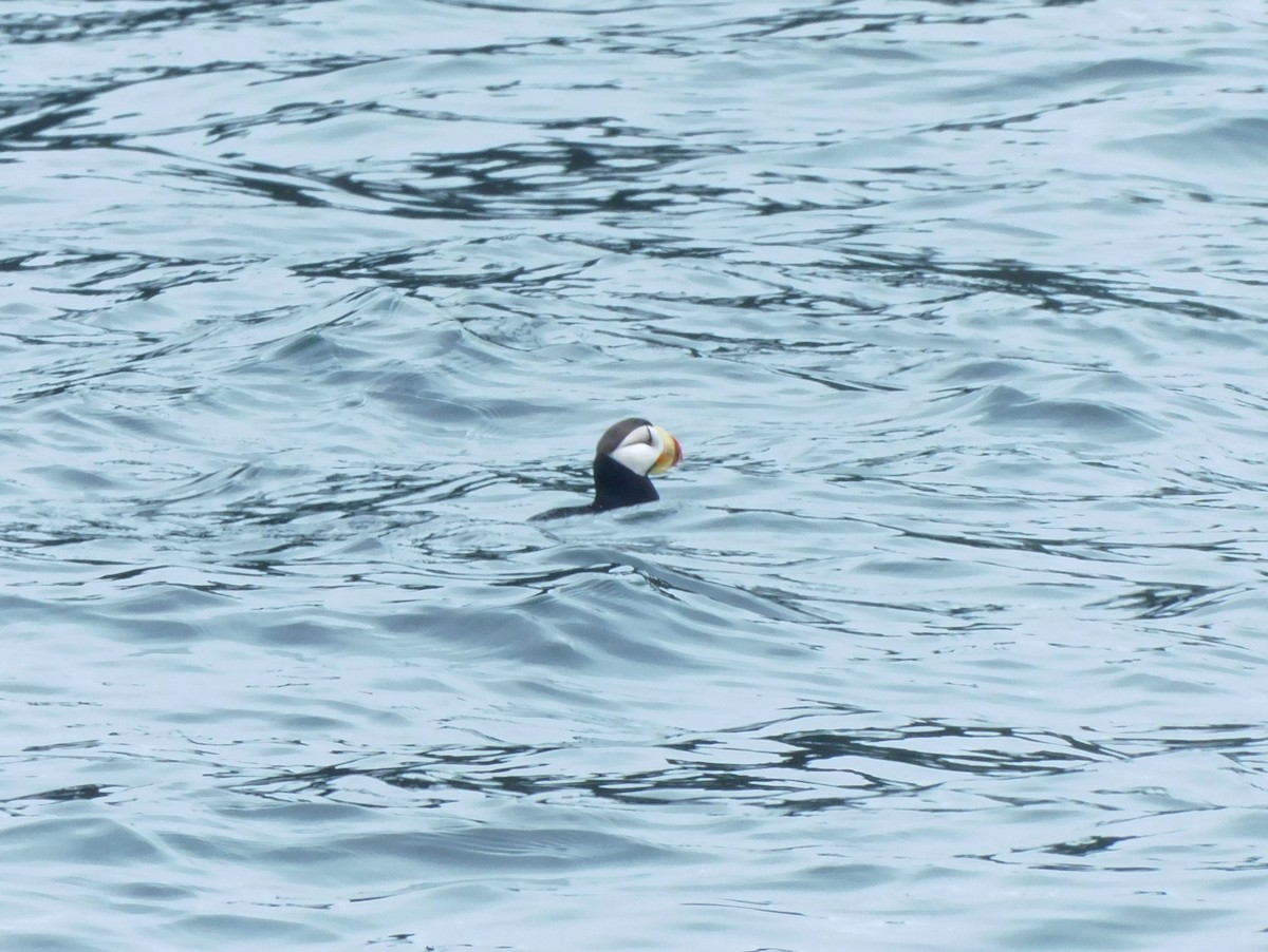 Horned Puffin - ML612323763