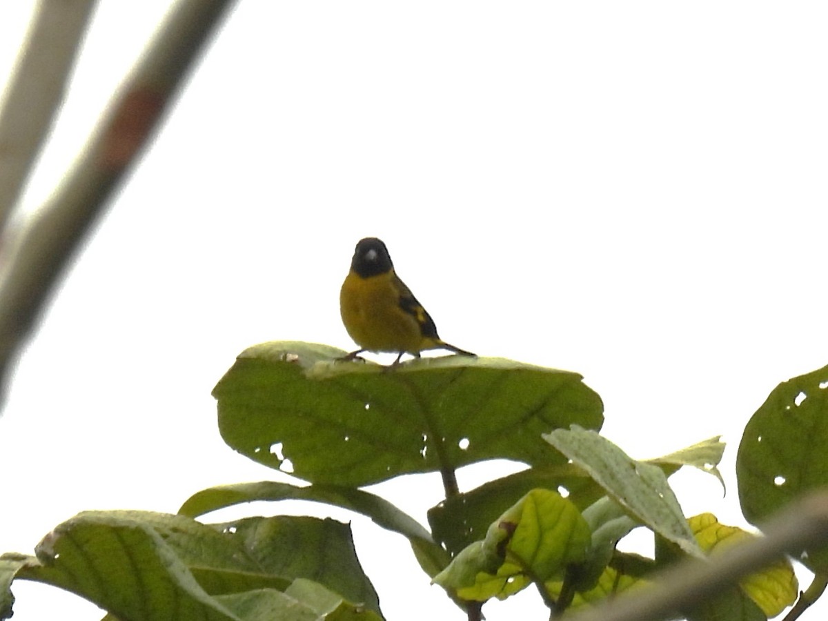 Olivaceous Siskin - ML612323940