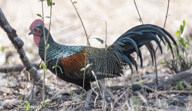 Green Junglefowl — photographed by Sayantan Ghosh
