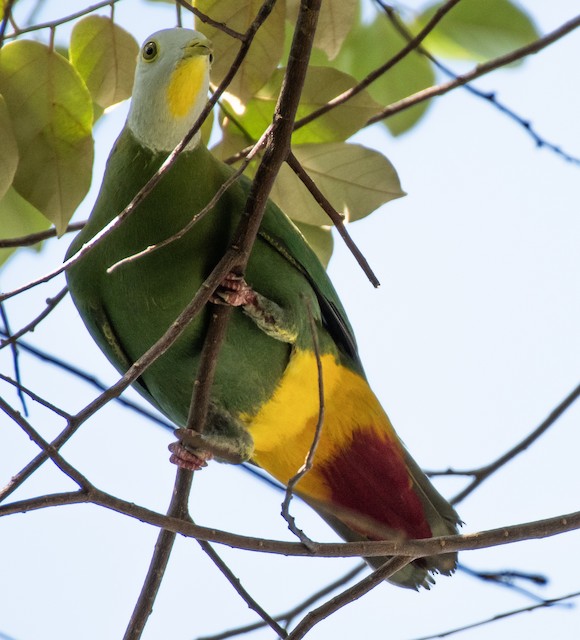 Black-naped Fruit-Dove — photographed by Sayantan Ghosh