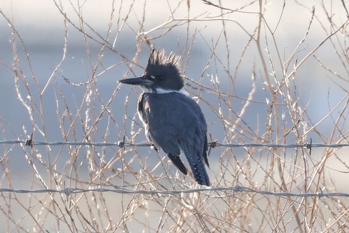 Belted Kingfisher - ML612324634