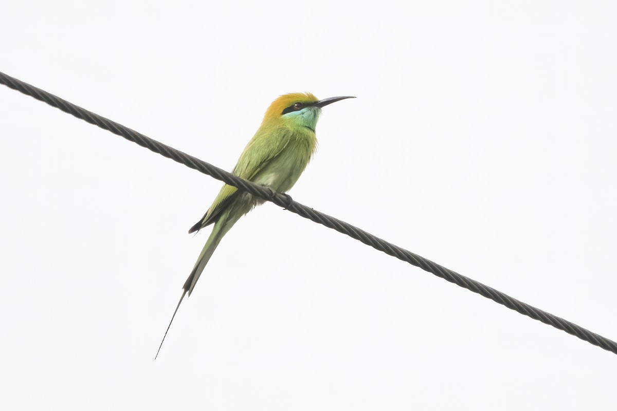 Asian Green Bee-eater - ML612324637