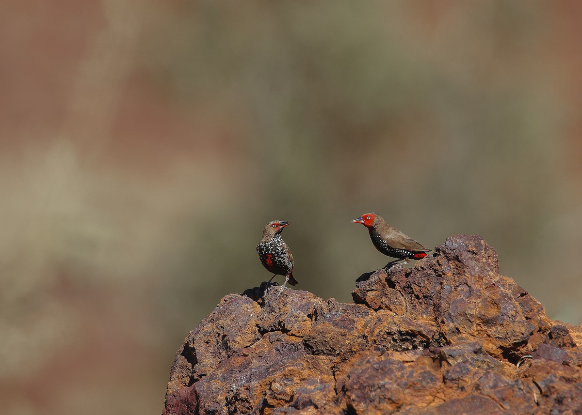 Painted Firetail - ML612325067