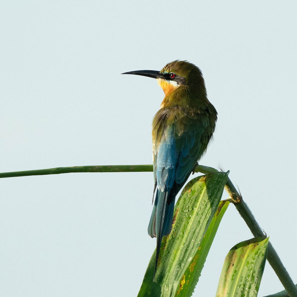 Blue-tailed Bee-eater - ML612325170