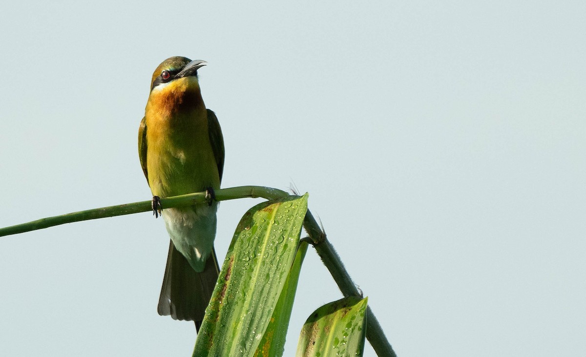 Blue-tailed Bee-eater - ML612325171