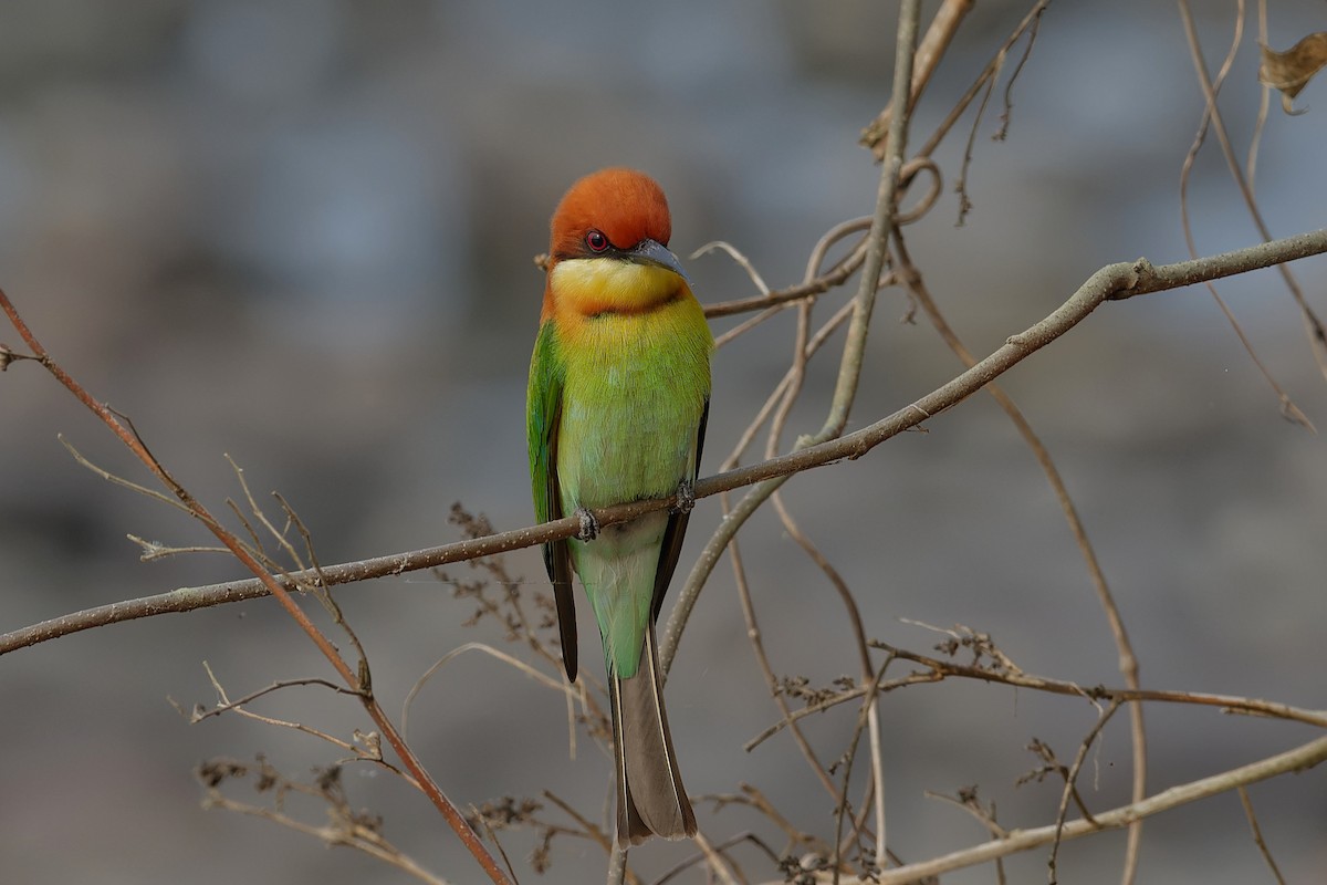 Chestnut-headed Bee-eater - ML612325347
