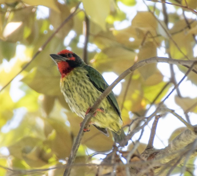 Coppersmith Barbet — photographed by Sayantan Ghosh