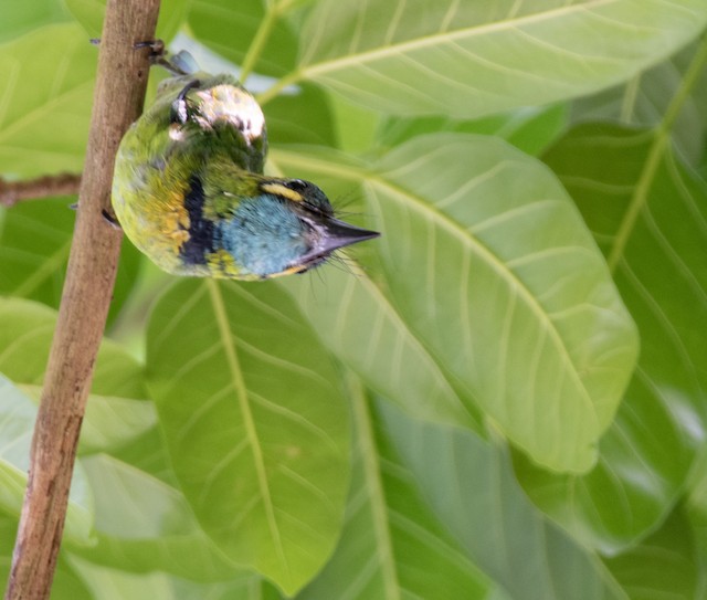 Yellow-eared Barbet — photographed by Sayantan Ghosh