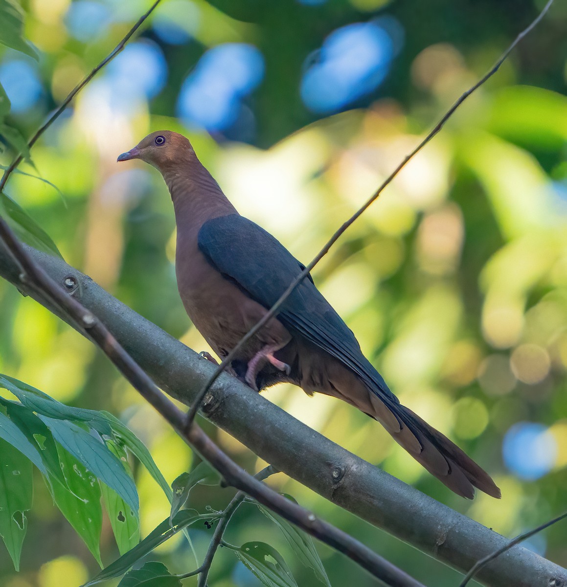 Philippine Cuckoo-Dove - Kevin Pearce