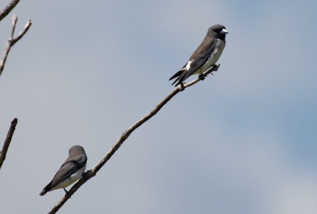 White-breasted Woodswallow — photographed by Sayantan Ghosh