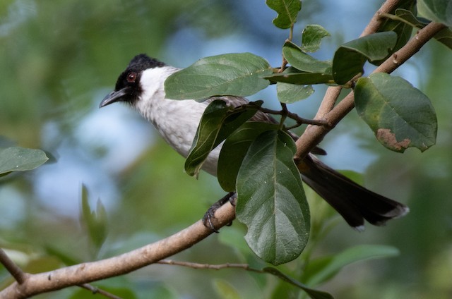 Sooty-headed Bulbul — photographed by Sayantan Ghosh