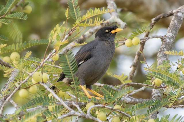 Javan Myna — photographed by Sayantan Ghosh