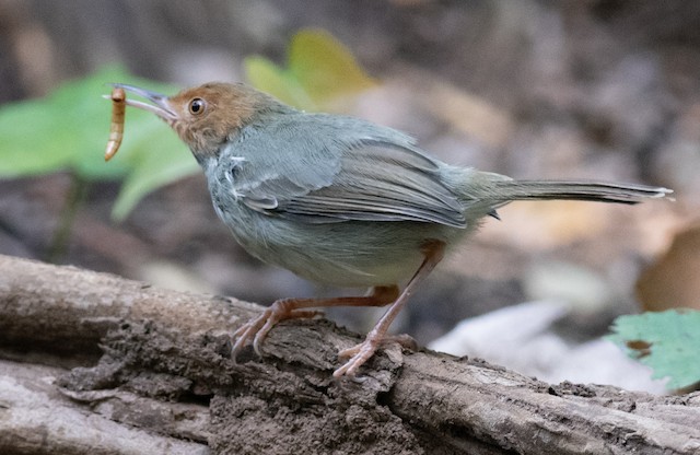 Olive-backed Tailorbird — photographed by Sayantan Ghosh