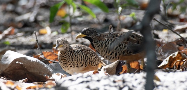 Barred Buttonquail — photographed by Sayantan Ghosh