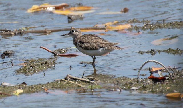 Common Sandpiper — photographed by Sayantan Ghosh