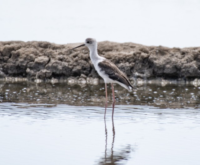 Pied Stilt — photographed by Sayantan Ghosh