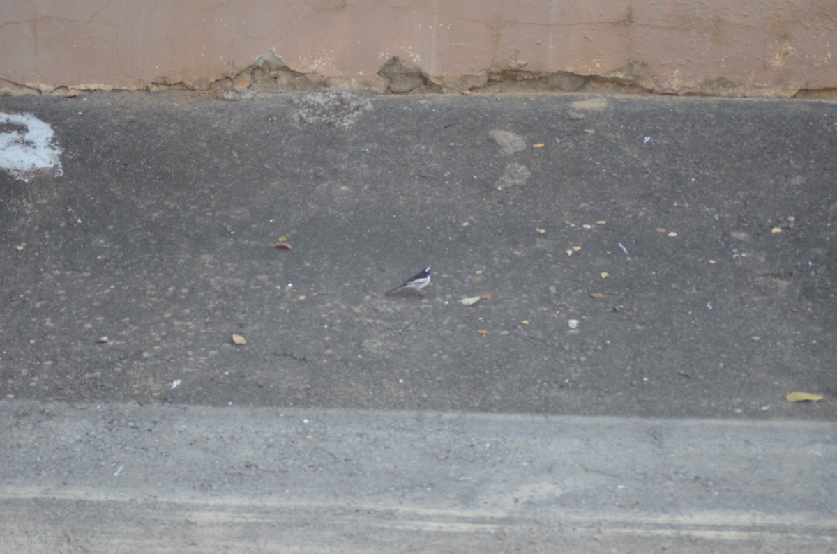 White-browed Wagtail - ML612325653