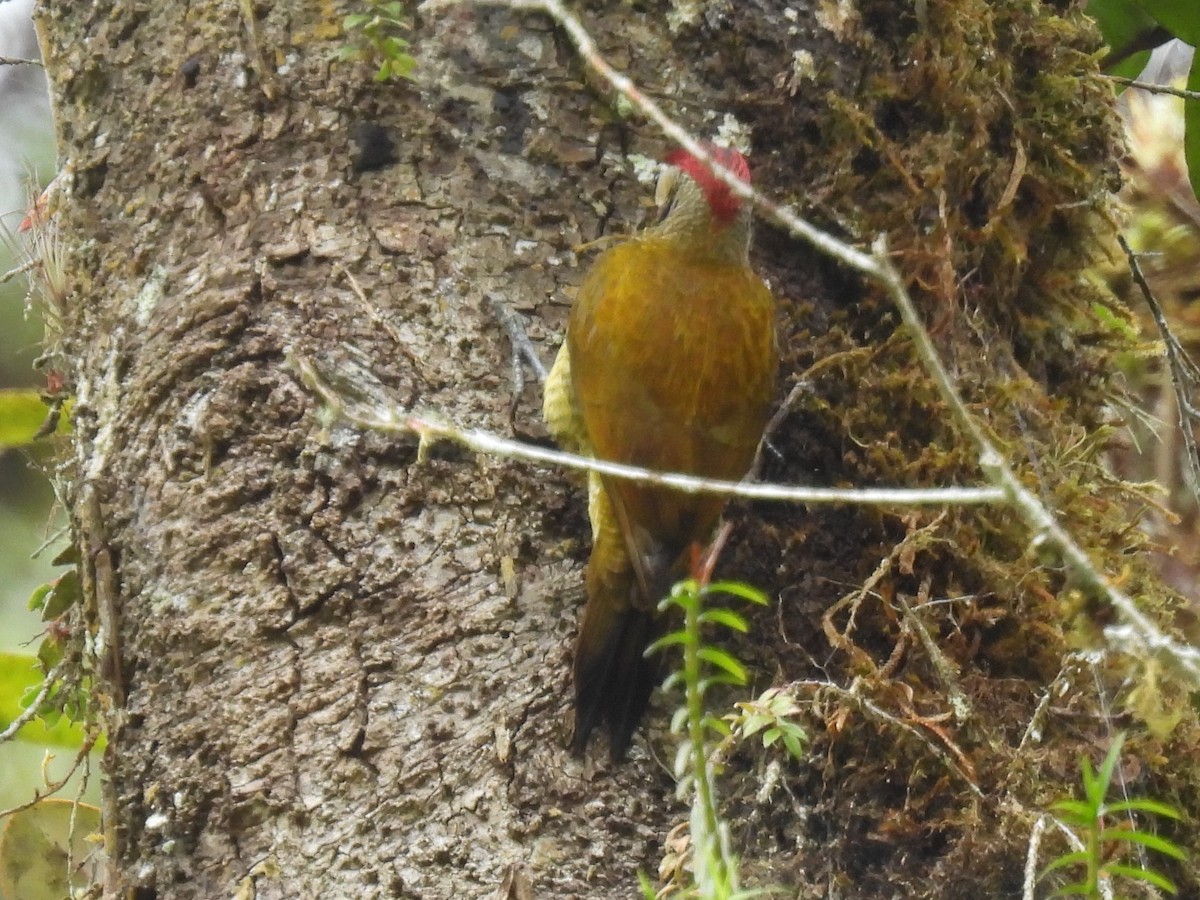 Golden-olive Woodpecker (Golden-olive) - Tor Svanoe