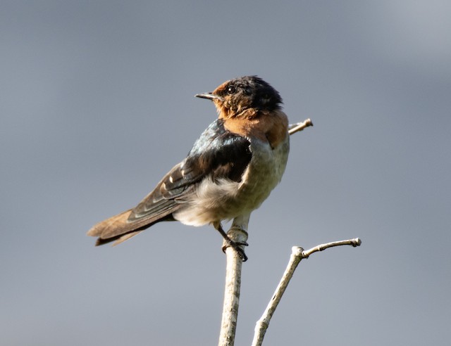 Pacific Swallow — photographed by Sayantan Ghosh