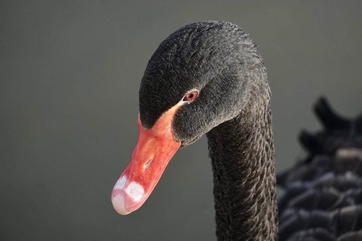 Black Swan - ML612325944