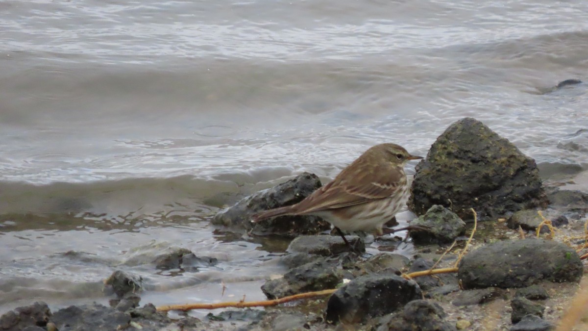 Water Pipit - ML612326022