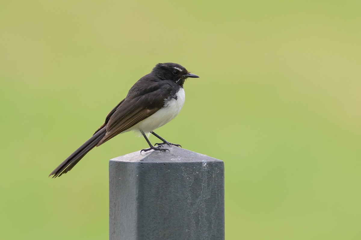 Willie-wagtail - ML612326102