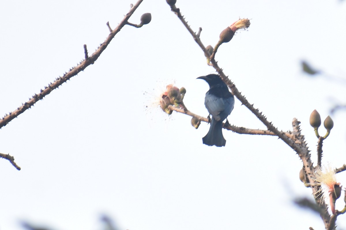 Hair-crested Drongo - ML612326191