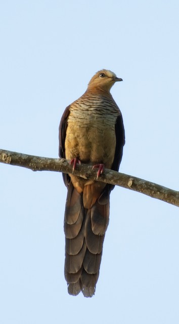 Sultan's Cuckoo-Dove — photographed by Sayantan Ghosh