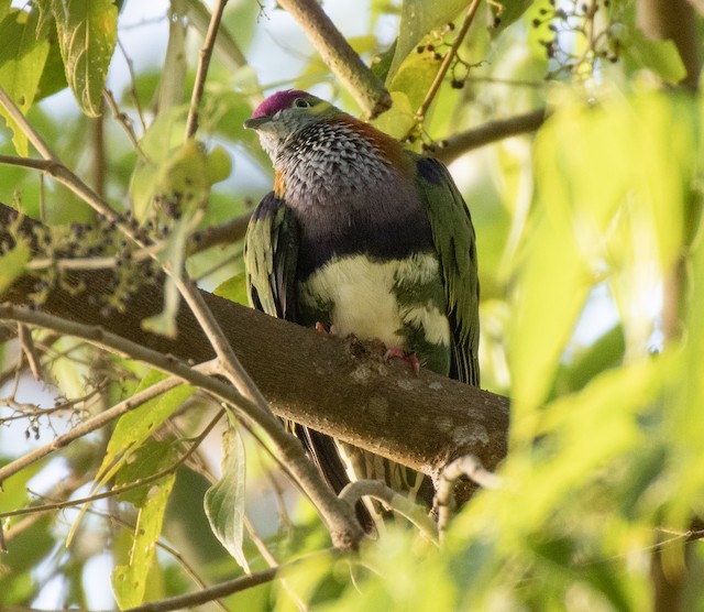 Superb Fruit-Dove — photographed by Sayantan Ghosh