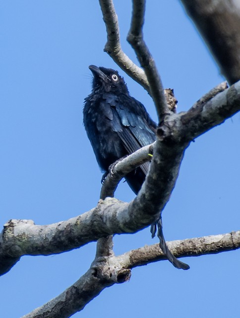 Hair-crested Drongo (Spangled Drongo) — photographed by Sayantan Ghosh