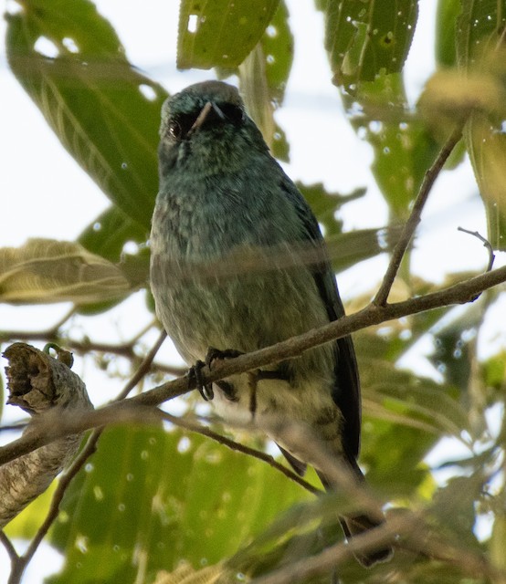 Turquoise Flycatcher — photographed by Sayantan Ghosh
