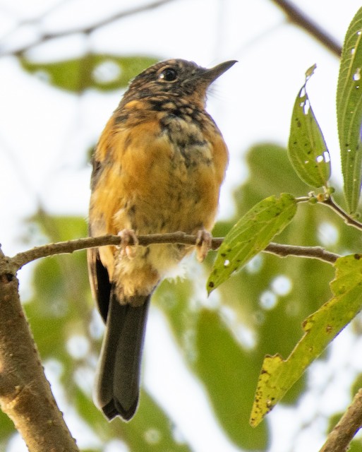 Sulawesi Blue Flycatcher — photographed by Sayantan Ghosh