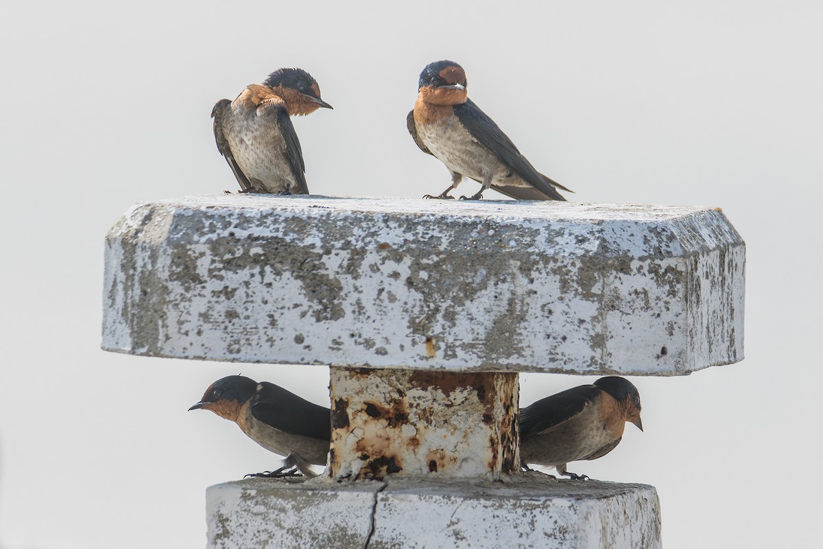 Pacific Swallow (Pacific) - ML612326383