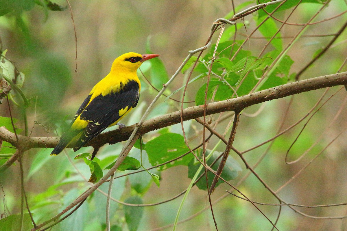 Indian Golden Oriole - ML612326459