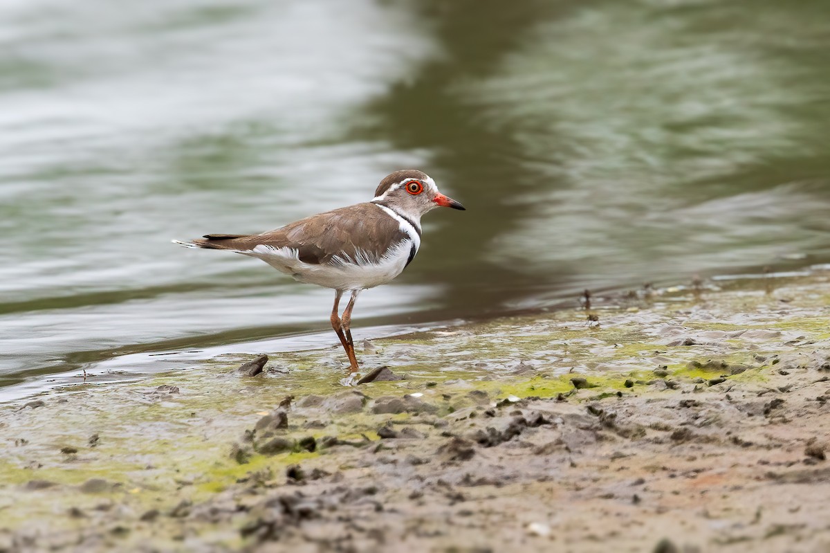 Three-banded Plover - ML612326634