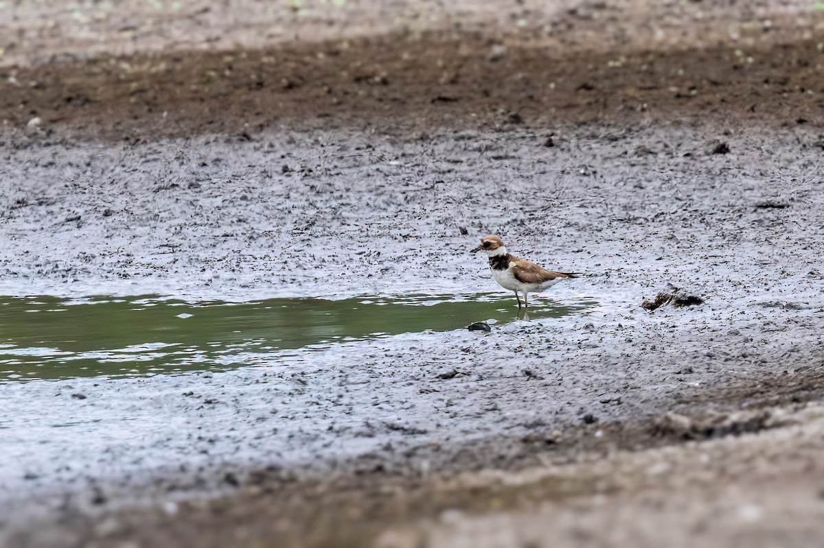 Common Ringed Plover - ML612326932