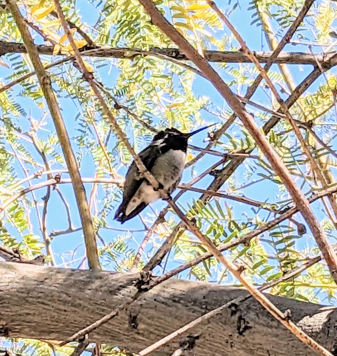 eBird Checklist 14 Dec 2023 Brandi Fenton Memorial Park 23 species (+1 other taxa)