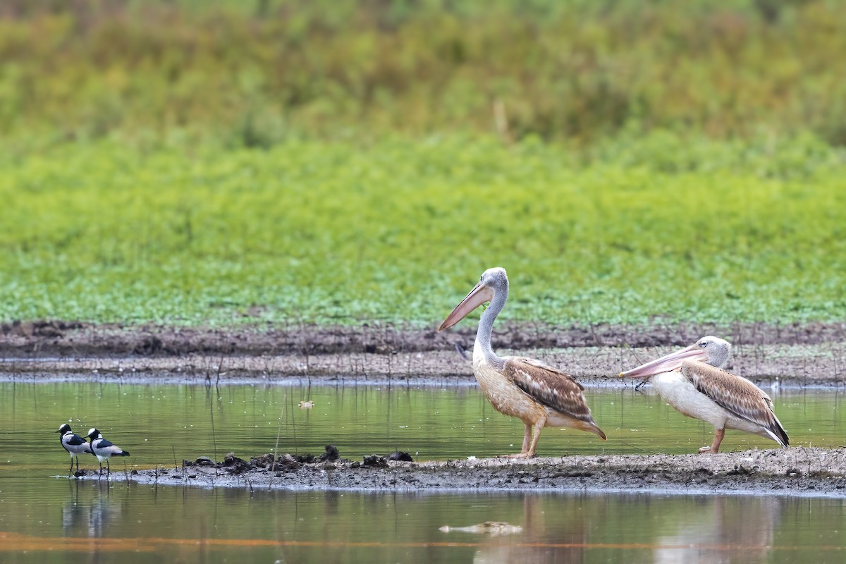 Pink-backed Pelican - ML612327119
