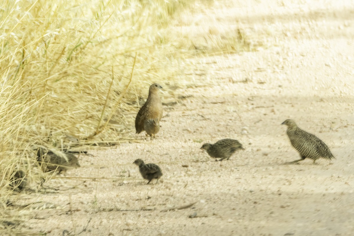 Ebird Australia Checklist Dec Goschen Bushland Reserve Species