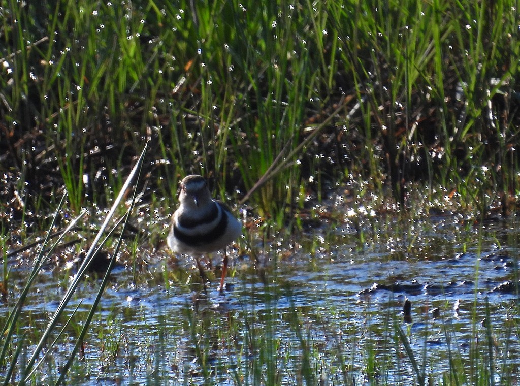 Three-banded Plover - ML612327234