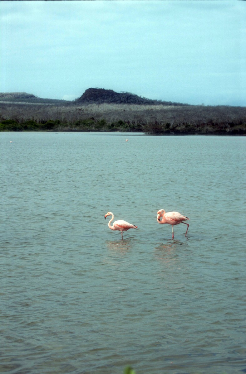 American Flamingo - ML612327474