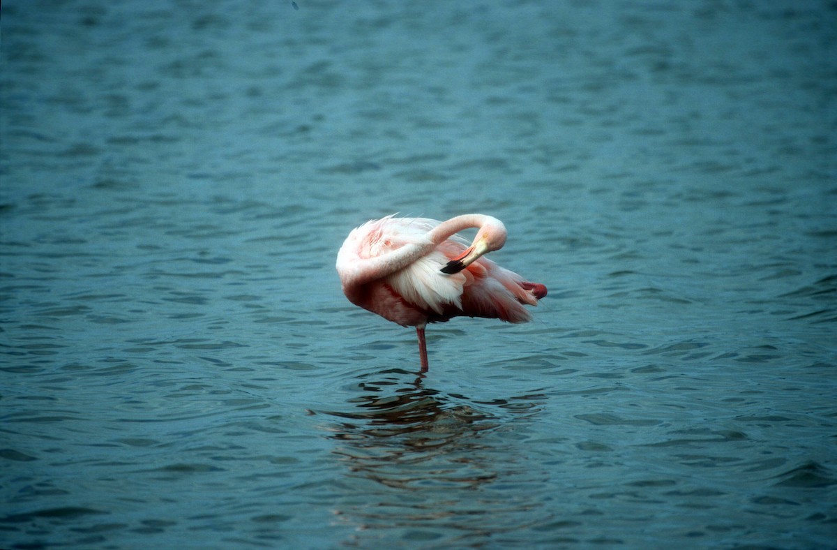American Flamingo - ML612327475