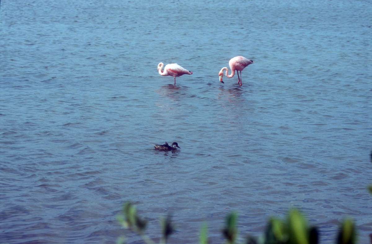 American Flamingo - ML612327476