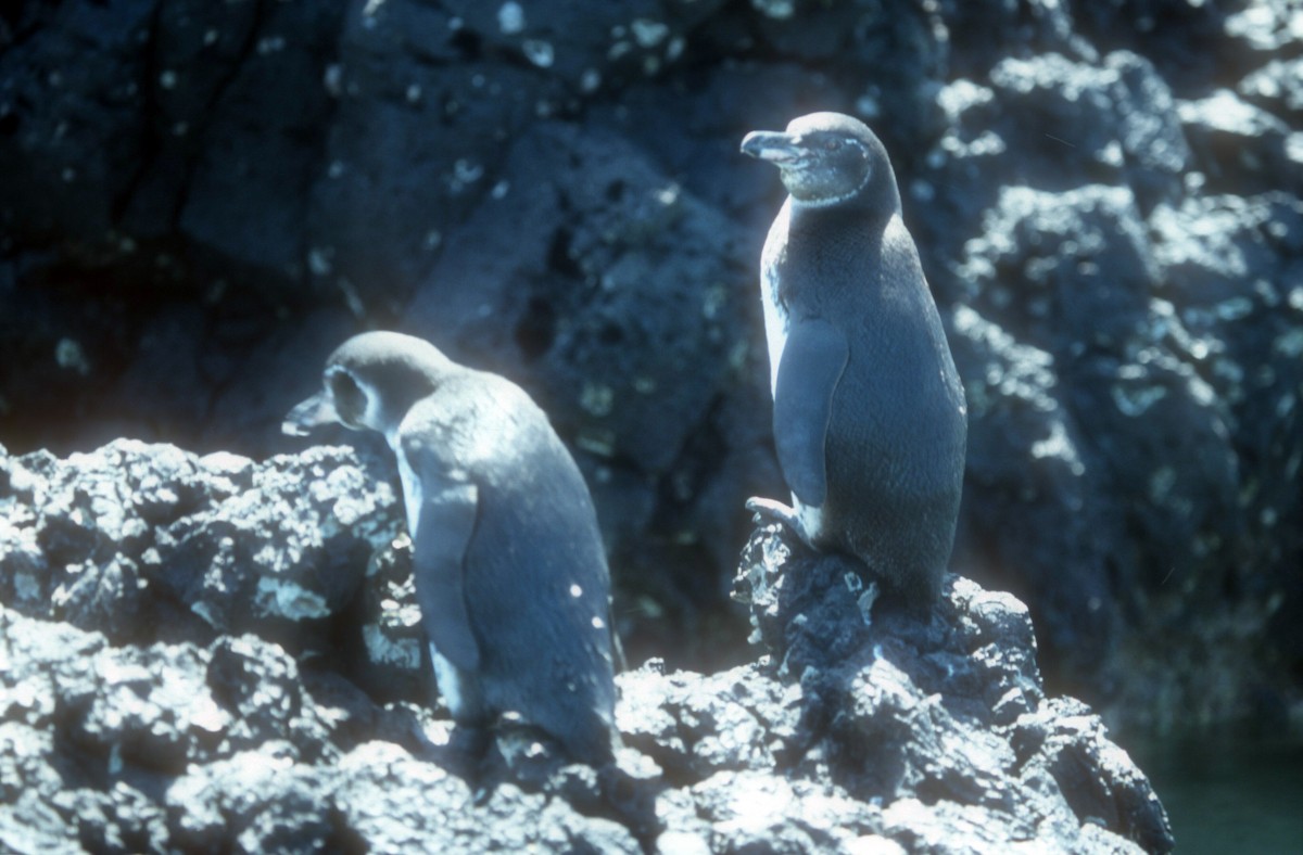 Galapagos Penguin - ML612327495