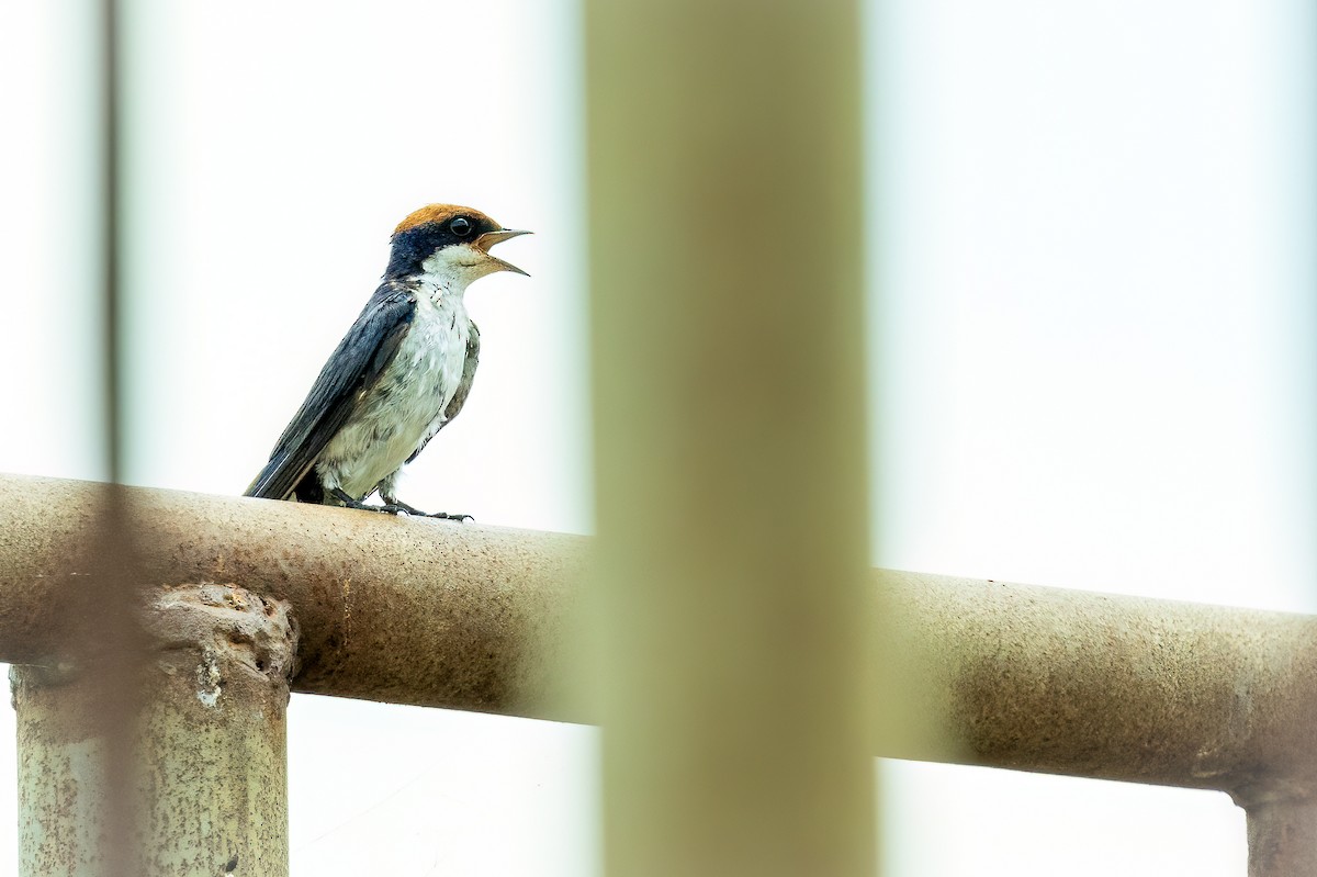 Wire-tailed Swallow - ML612327540