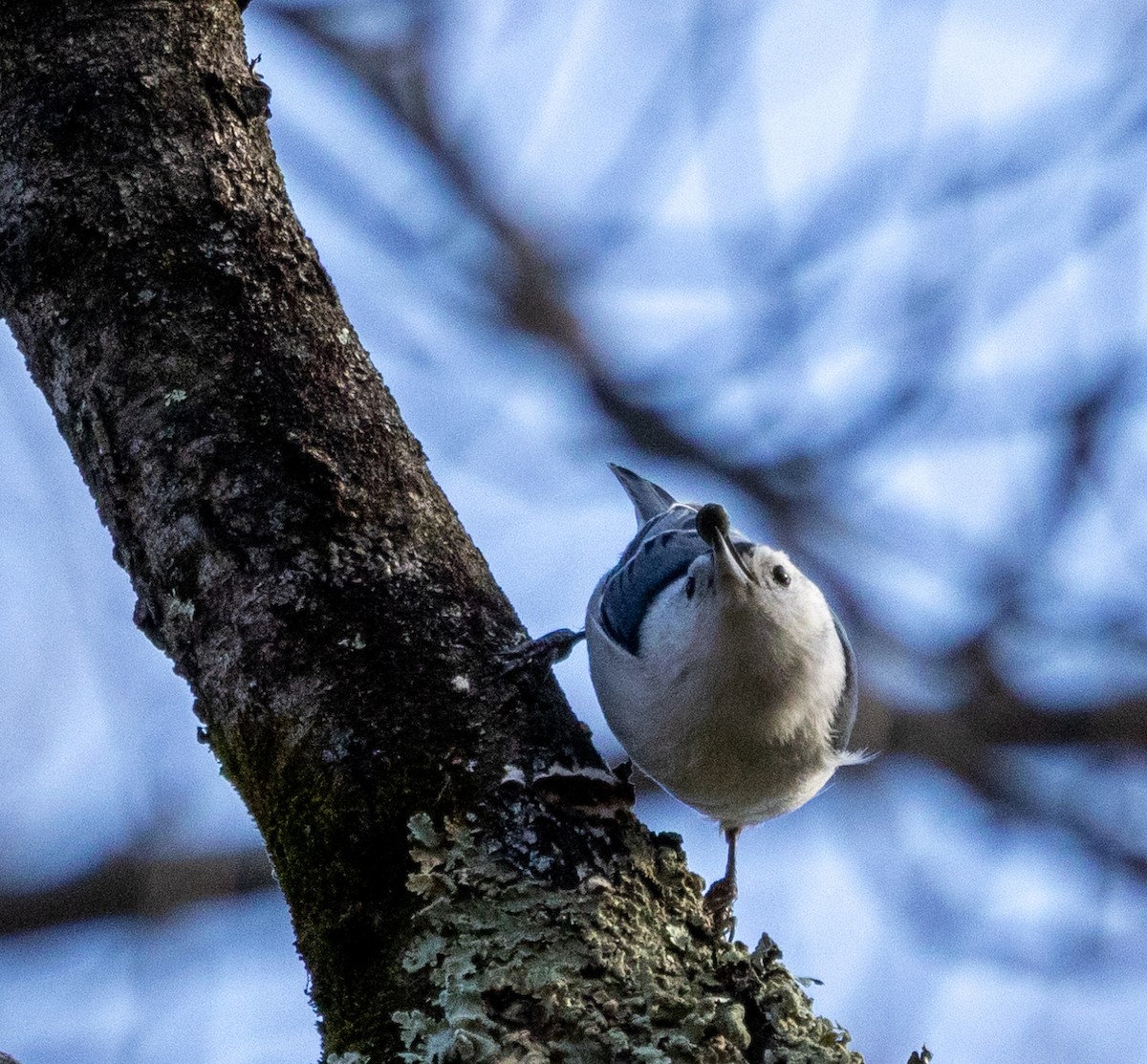 White-breasted Nuthatch - ML612327719