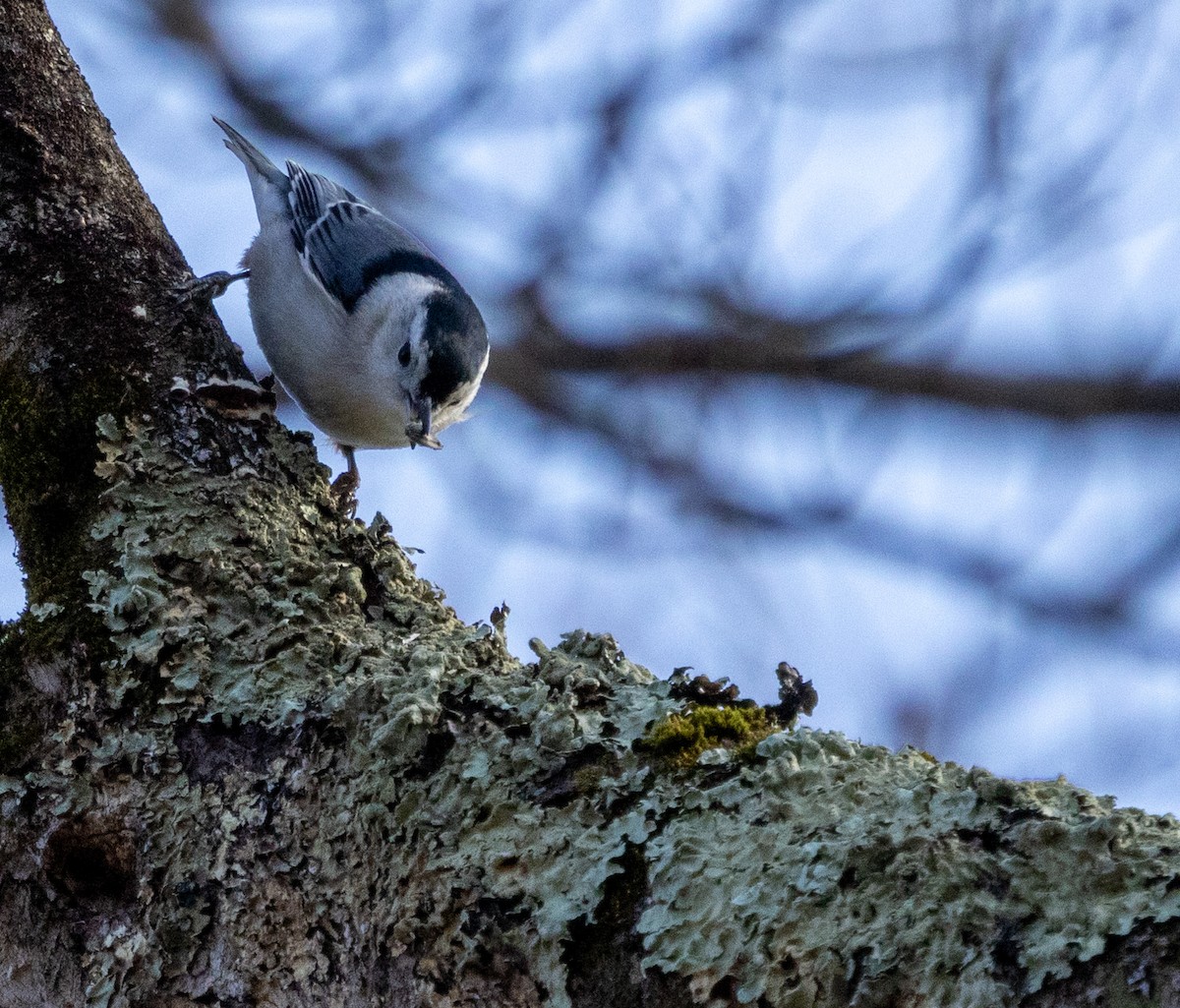 White-breasted Nuthatch - ML612327721